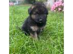 German Shepherd Dog Puppy for sale in Utica, NY, USA