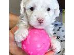 Toy Poodle Female