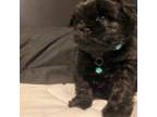 Shih Tzu Puppy for sale in Valdosta, GA, USA