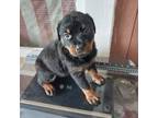 Rottweiler Puppy for sale in Oakwood Village, OH, USA