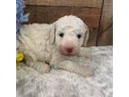 Mutt Puppy for sale in Haddam, KS, USA