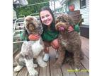 Experienced and Caring Pet Sitter in Brockton, MA Reliable and Affordable Daily