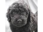 Goldendoodle Puppy for sale in Rexburg, ID, USA
