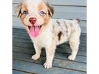 Australian Shepherd Puppy for sale in Charlotte, NC, USA
