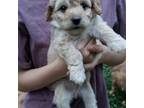 Cavapoo Puppy for sale in Greenville, SC, USA