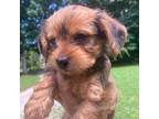 Yorkshire Terrier Puppy for sale in Harriman, TN, USA