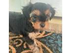 Yorkshire Terrier Puppy for sale in Harriman, TN, USA