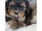 Cavalier King Charles Spaniel Puppy for sale in Riceville, IA, USA
