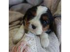Cavalier King Charles Spaniel Puppy for sale in Riceville, IA, USA