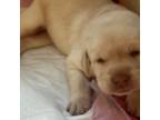 Labrador Retriever Puppy for sale in New Port Richey, FL, USA