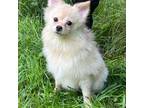 Pomeranian Puppy for sale in Rockford, IL, USA