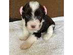 Portuguese Water Dog Puppy for sale in Montrose, PA, USA