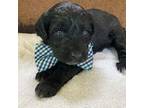 Portuguese Water Dog Puppy for sale in Montrose, PA, USA