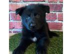 German Shepherd Dog Puppy for sale in Somerville, ME, USA