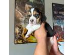 Beagle Puppy for sale in Waco, TX, USA