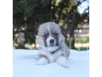 Pembroke Welsh Corgi Puppy for sale in Stockton, UT, USA