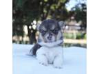 Pembroke Welsh Corgi Puppy for sale in Stockton, UT, USA