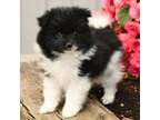 Pomeranian Puppy for sale in Worcester, MA, USA