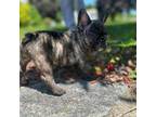 French Bulldog Puppy for sale in Naugatuck, CT, USA