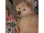 Chow Chow Puppy for sale in Salem, OR, USA