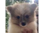 Pomeranian Puppy for sale in Jasper, GA, USA