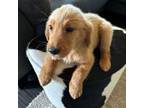 Golden Retriever Puppy for sale in Saginaw, TX, USA