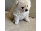 Pomeranian Puppy for sale in Sanger, CA, USA