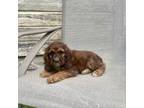 Cocker Spaniel Puppy for sale in Wooster, OH, USA