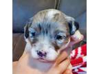 Mutt Puppy for sale in Leetonia, OH, USA