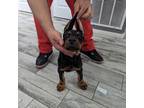 Doberman Pinscher Puppy for sale in Oak Park, IL, USA