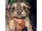 Mal-Shi Puppy for sale in Queens, NY, USA