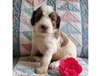 Mutt Puppy for sale in Harrison, MI, USA