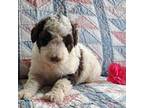 Mutt Puppy for sale in Harrison, MI, USA