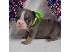 French Bulldog Puppy for sale in Vinita, OK, USA