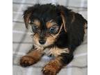 Mutt Puppy for sale in East Dublin, GA, USA