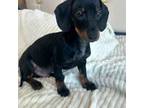Dachshund Puppy for sale in Lancaster, CA, USA