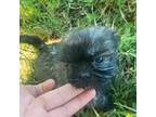 Shih Tzu Puppy for sale in Lewisburg, TN, USA