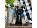 Schnauzer (Miniature) Puppy for sale in Hesperia, CA, USA