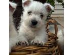 West Highland White Terrier Puppy for sale in Gurnee, IL, USA