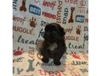 Shih Tzu Puppy for sale in Dillon, SC, USA