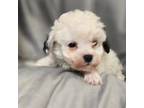 Poodle (Toy) Puppy for sale in Clinton, NC, USA