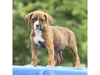 Boxer Puppy for sale in Elizabethtown, PA, USA