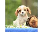 Cavalier King Charles Spaniel Puppy for sale in Elizabethtown, PA, USA