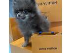 Pomeranian Puppy for sale in Chandler, AZ, USA