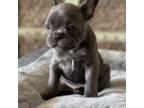 French Bulldog Puppy for sale in Waddell, AZ, USA