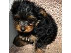 Yorkshire Terrier Puppy for sale in Lawrenceville, GA, USA