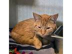 Ross Domestic Shorthair Adult Male