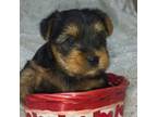 Yorkshire Terrier Puppy for sale in West Plains, MO, USA