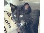 Angus, Domestic Shorthair For Adoption In Monterey, California