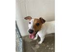 Duchess "penny, Jack Russell Terrier For Adoption In Newberg, Oregon